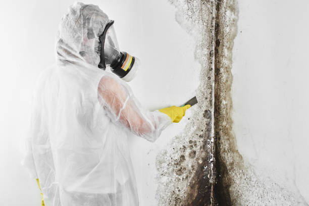 Best Basement Mold Remediation in Parkers Prairie, MN