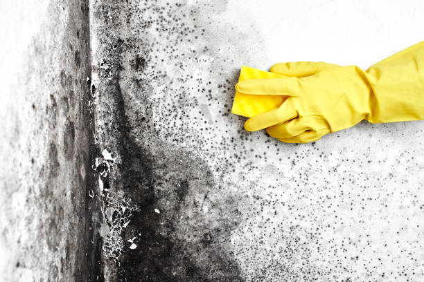 Best Black Mold Remediation in Parkers Prairie, MN