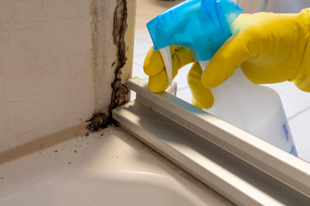 Best Crawl Space Mold Remediation in Parkers Prairie, MN