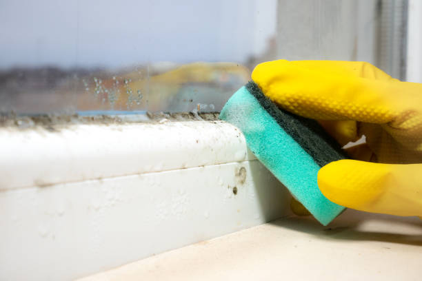 Best Mold Testing and Inspection Services in Parkers Prairie, MN