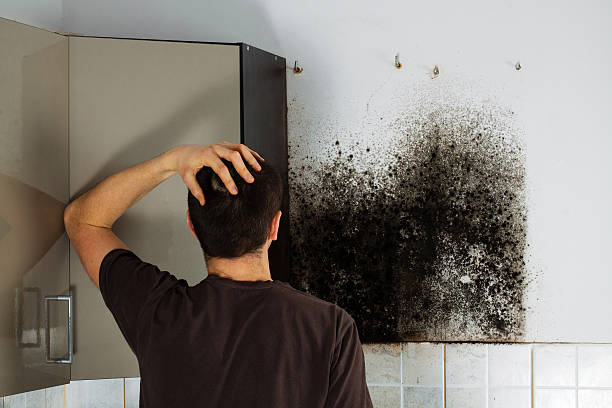 Best Industrial Mold Remediation in Parkers Prairie, MN