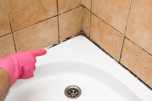 Best White Mold Remediation in Parkers Prairie, MN